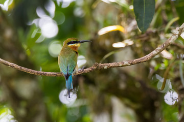 view of a beautiful bird in nature