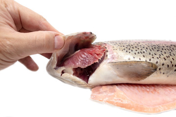 Gutted trout fish in hand on a white background.