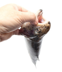 Gutted trout fish in hand on a white background.
