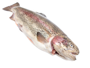 Gutted trout fish isolated on a white