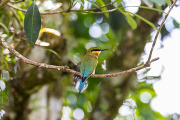 view of a beautiful bird in nature