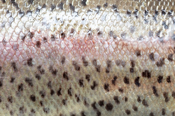 Squama trout fish as abstract background.