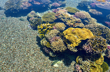 Underwater life in Eilat Aquarium, Israel