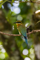 view of a beautiful bird in nature
