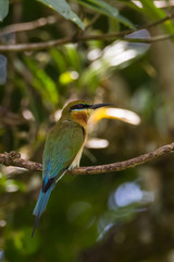 view of a beautiful bird in nature