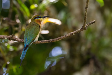 view of a beautiful bird in nature