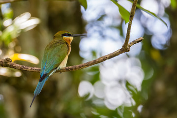 view of a beautiful bird in nature