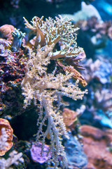Fototapeta premium Underwater life in Eilat Aquarium, Israel