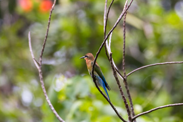 view of a beautiful bird in nature