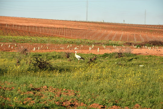cigue&ntilde;a en almendralejo