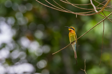 view of a beautiful bird in nature