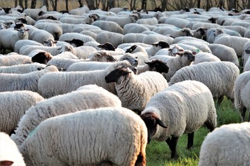 Schafsherde in Freiheit