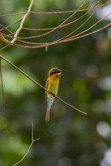view of a beautiful bird in nature