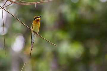 view of a beautiful bird in nature