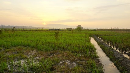 rice field views in the village in the morning