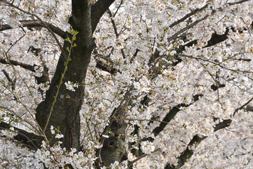 桜の花
