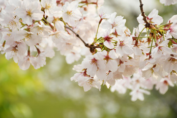 桜の花

