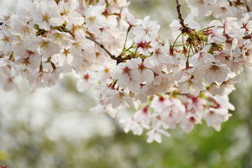 桜の花
