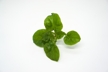 Brazilian spinach is a tropical edible groundcover of the genus Alternanthera used as a leaf vegetable