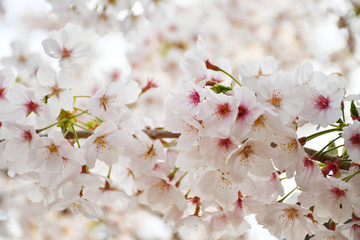 桜の花
