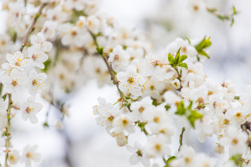 white spring flowers on a tree branch