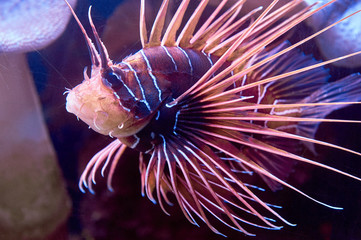 Underwater life in Eilat Aquarium, Israel