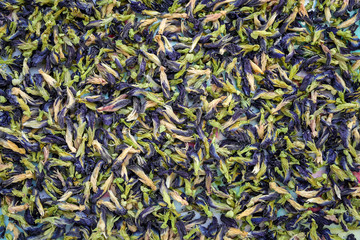 Texture, Dried butterfly pea flowers background