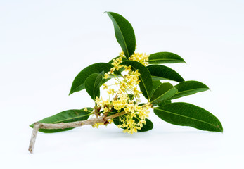Bouquet of Sweet osmanthus or Sweet olive flowers blossom on white background