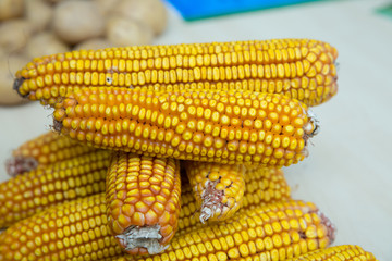 dry corn on a white background . Corn image in dried yellow tones .