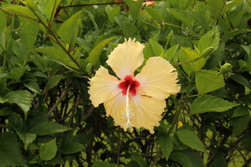 Yellow hibiscus blooming flower. Nature tropic plant. Phuket, Thailand. Wallpaper and background.