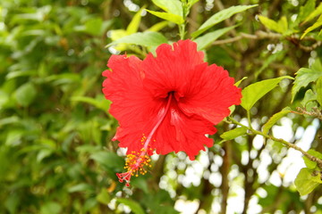 Red hibiscus blooming flower. Nature tropical plant. Phuket, Thailand. Wallpaper and background.
