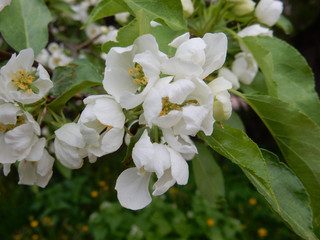 spring blooming delicate white flowers pear trees on a blurred background