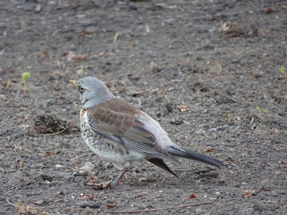 thrush fieldfare in early spring walks on the ground on blurry background 