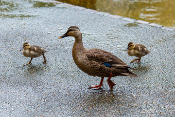 歩いているカルガモの親と2羽の子供