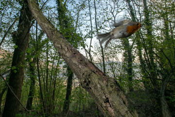 robin