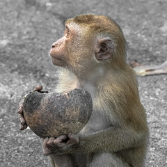Little monkey with a coconut shell