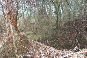 tree in the forest