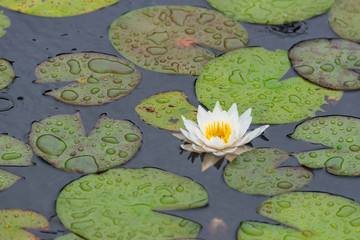 雨で濡れている睡蓮の葉と花