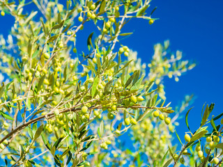 olive tree over blue sky