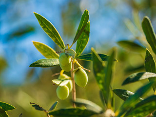 Olive tree over blue sky