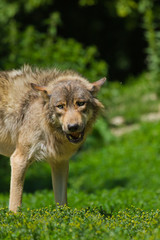 Timberwolf oder Amerikanischer Grauwolf (Canis lupus lycaon)