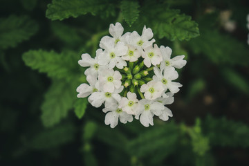 Colorful garden verbena at Eden Gardens.Verbena is a genus in the family Verbenaceae .
