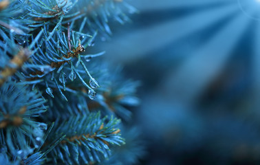 Young decorative blue spruce. Needles of blue spruce close-up. Texture. Natural blurred background. Image.Raindrops on the needles of a tree.