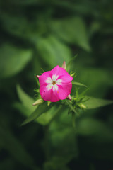 Phlox drummondii is a flowering plant in the genus Phlox of the family Polemoniaceae. 