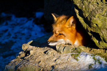 Rotfuchs (Vulpes vulpes) in Deutschland