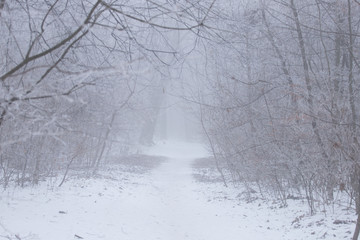 Naklejka premium a small layer of snow in the forest