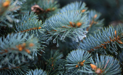 Naklejka na ściany i meble Young decorative blue spruce. Needles of blue spruce close-up. Texture. Natural blurred background. Image.Raindrops on the needles of a tree.