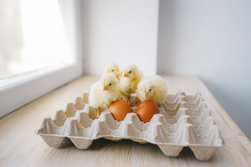 Four chickens and eggs in the egg paper panel on the window sill © Irina84