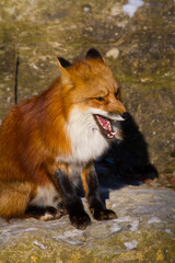 Rotfuchs (Vulpes vulpes) in Deutschland