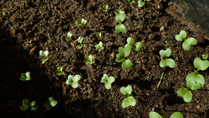 sprouting seedlings of cabbage in a greenhouse